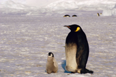 Partial melanistic Emperor Penguin with its chick. Antarctica