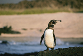 Galapagos Penguin, Galapagos islands