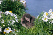 Atlantic Puffin Chick amongst daisies outside its nest burrow. North Atlantic Islands