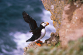 Horned Puffin on a ledge with its wings extended. North Pacific Islands