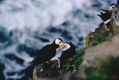 Horned Puffin courting on a sea cliff. North Pacific coast