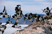 Little Auks in flight. Dovekies. Savissivik Greenland