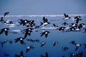 Thick billed Murres in flight over water. The Arctic.