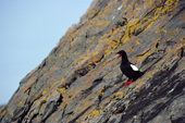 Black Guillemot / Pigeon Guillemot in summer plumage. The Arctic