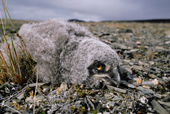 Snowy owl chick on nest in open tundra. Yellow eyes and still in down. The Arctic.