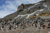 Adelie penguin colony, Pygoscelis adeliae, with chicks. Brown Bluff. Antarctica.