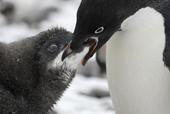 Adult Adelie penguin, Pygoscelis adeliae, feeds its chick. Antarctica.