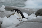 Chinstrap penguin, Pygoscelis antarctica, coming ashore. Antarctica.