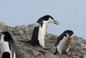 Chinstrap penguins, Pygoscelis antarctica, caked in guano, with one of them carrying a stone. Antarctica.