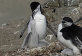 Chinstrap penguin, Pygoscelis antarctica, with chick begging for food. Antarctica.