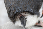 Southern Gentoo penguin, Pygoscelis papua, showing oil gland. Antarctica.