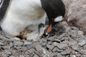 Southern Gentoo penguin, Pygoscelis papua, with young chick on nest site of stones. Antarctica.