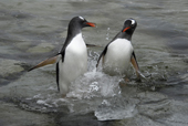 Two southern Gentoo penguins, Pygoscelis papua, emerge from the water. Antarctica.