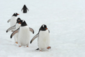 A row of southern Gentoo penguins, Pygoscelis papua, on snow. Antarctica