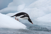 Southern Gentoo penguin, Pygoscelis papua, dives into the water off an iceberg. Antarctica.