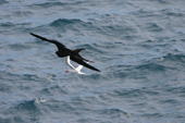 Frigate bird mobs a red-billed tropicbird for the food it is carrying back to the nest on South Plaza, Galapagos.