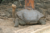 Giant Tortoise 'Lonesome George' Geochelone elephantophus abingdoni. Sole survivor of the race once found on Isla Pinta. Now in CDRS in Puerto Ayora Galapagos.