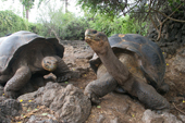 Two Giant Tortoises at the Charles Darwin Research Station. Puerto Ayora. Santa Cruz. Galapagos