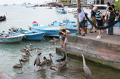 Boys try to feed fish to a sealion surrounded by pelicans in Puerto Ayora fish market, Santa Cruz, The Galapagos Islands