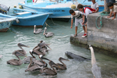 Boys try to feed fish to a sealion surrounded by pelicans in Puerto Ayora fish market, Santa Cruz, The Galapagos Islands