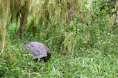 The Primicias Farm, Giant tortoise, Geochelone elephantophus porteri, in the wild. Santa Cruz. Galapagos.