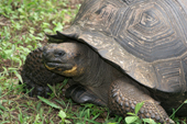 The Primicias Farm, Giant tortoise portrait, Geochelone elephantophus porteri, in the wild. Santa Cruz. Galapagos.