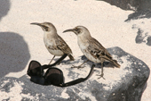 Pair of inquisitive Hood Mockingbirds, Nesomimus macdonaldi, investigate sunglasses, Punta Suarez, Espanola, Galapagos Islands