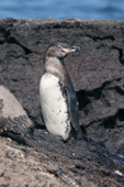 Galapagos penguin. Punta Moreno. Isabela. Galapagos Islands. Ecuador.