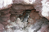 Galapagos Penguin and downy chick in a small crevice on a rocky island near Isabela. Galapagos Islands.