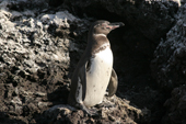 Galapagos Penguin on a rocky island near Isabela. Galapagos Island