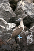 Blue-footed Booby on a small island near Isabela. Galapagos Islands.