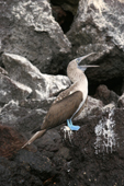 Blue-footed Booby on a small island near Isabela. Galapagos Islands.