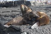 Galapagos Fur seal mother & nursing pup. Puerto Egas, Santiago, Galapagos. Ecuador.