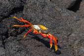 Sally Lightfoot Crab on lava, Puerto Egas, Santiago, Galapagos. Ecuador