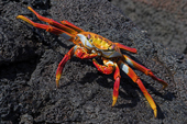 Sally Lightfoot Crab on lava, Puerto Egas, Santiago, Galapagos. Ecuador
