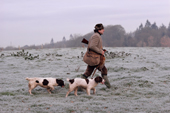 Pheasant shooting with Springer Spaniels on a frosty winter morning in Hampshire. England