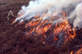 Muirburn, Gamekeeper burning the heather to improve the habitat for Grouse as it regrows. Scotland.