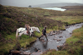 Deer Stalker leads his pony with dead stag over a burn. The Highlands. Scotland.