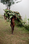 Yali man carries leaves from a garden. Irian Jaya, Indonesia. 1990