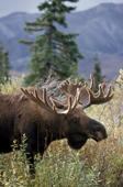Moose, bull, foraging on willows in Denali National Park,  Alaska.