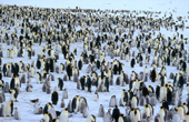 Emperor penguin colony at Atka Bay. Ekstrom Ice Shelf. Weddell Sea. Antarctica.