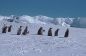 Line of emperor penguin chicks against the Ekstrom Ice Shelf. Antarctica.