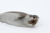 Ross seal portrait. This very rare seal lives deep in the Antarctic pack ice and is seldom seen.