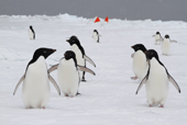Adelie penguins gather on the sea ice at Cape Washington as tourists arrive. Antarctica
