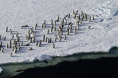 Several Adelies are amongst the fledging emperor penguins at the floe edge. Cape Washington. Antarctica