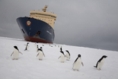 Adelie Penguins gather on the sea ice by the Russian Icebreaker Kapitan Khlebnikov. Cape Washington, Ross Sea. Antarctica