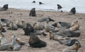 Hooker's Sea Lions on the shore at Enderby Island. Sub Antarctic Islands
