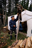 Elderly Innu hunter hangs marten skins in front of his tent. Labrador. Canada. 1997