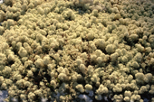 A thick covering of reindeer moss on a forest floor in Labrador, Canada. 1997