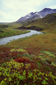 Fall colors above the Hulahula River. Yellow willows, bright red bearberry, and dull red blueberry colors a bench above the river. Unnamed foothills of the Romanzof Mountains behind. Below Esetuk Creek, Arctic National Wildlife Refuge, Brooks Range, Alaska.